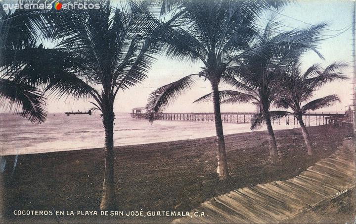 Fotos de Puerto San José, Escuintla, Guatemala: Cocoteros en la playa de San José